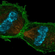Illustration for article titled How Do Cells Manage To Obey The Laws of Physics?